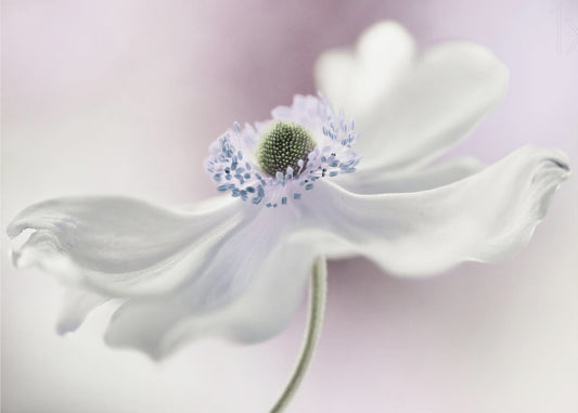 Anemone breeze | Wallpaper