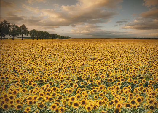 Sunflowers | Wallpaper