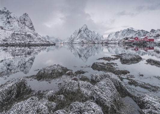 Reine | Wallpaper