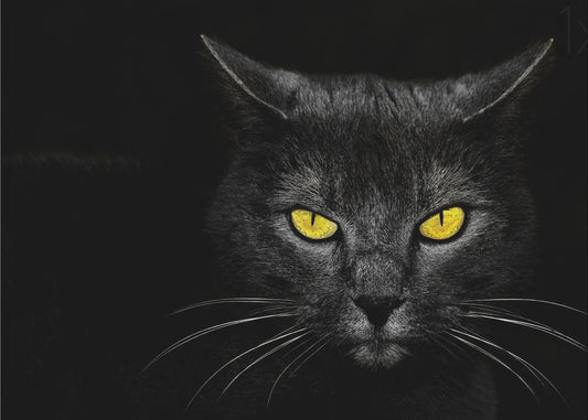 Black Cat | Poster