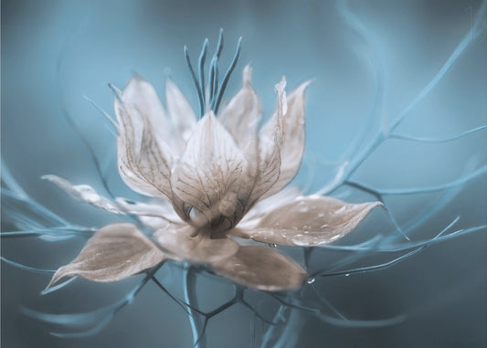 *Nigella* | Wallpaper