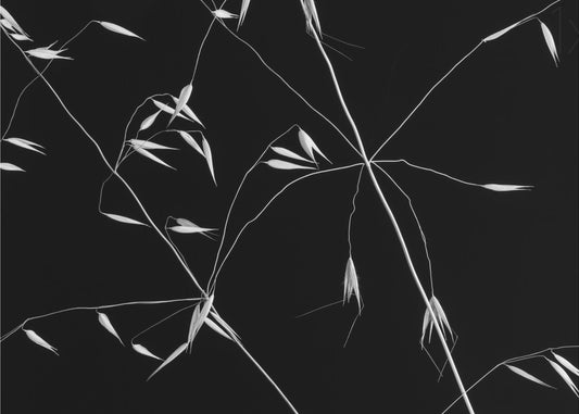 Crossed Lines | Poster