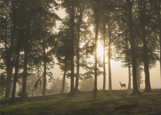 Hirsch im Morgennebel. | Fototapeten
