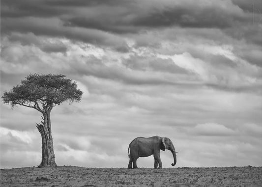 Elephant Landscape | Poster