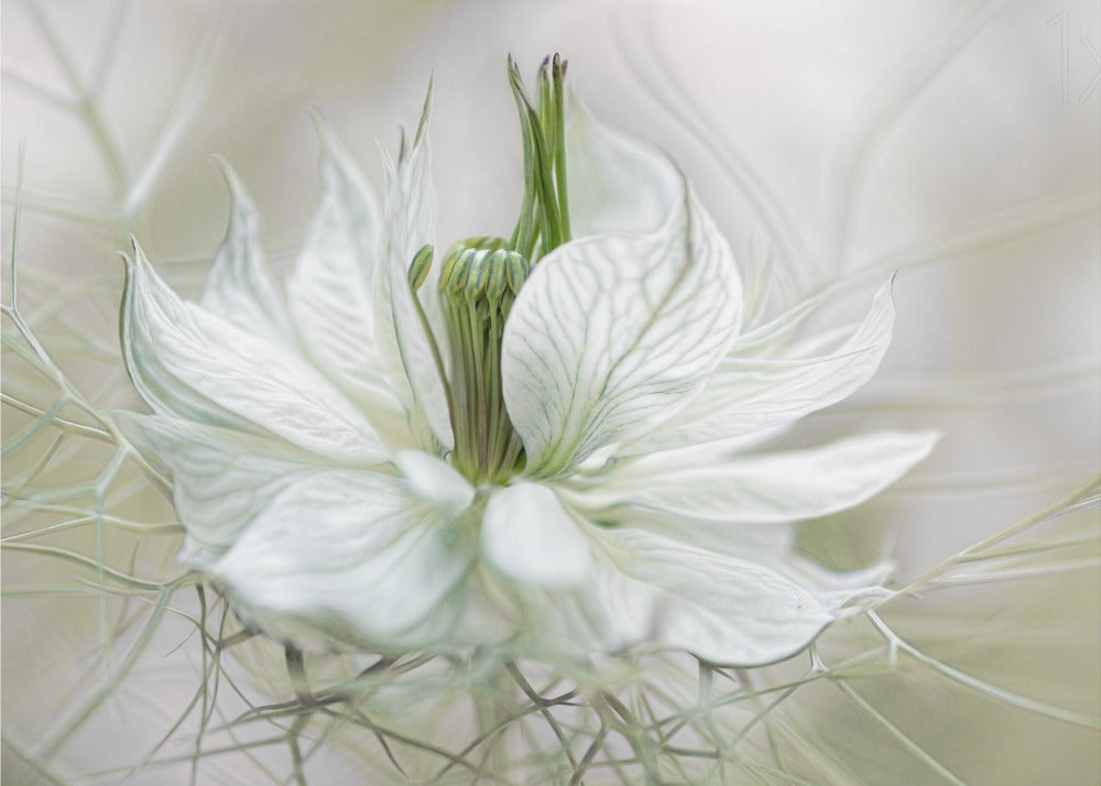 Nigella | Wallpaper