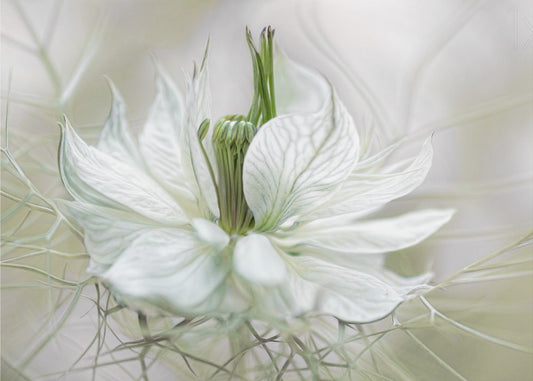 Nigella | Wallpaper