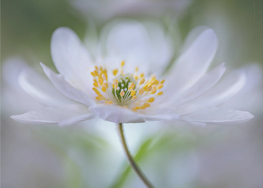 Nemorosa Nirvana | Wallpaper