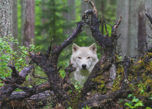 Wolf | Poster