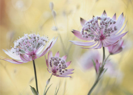 Astrantia Major | Wallpaper
