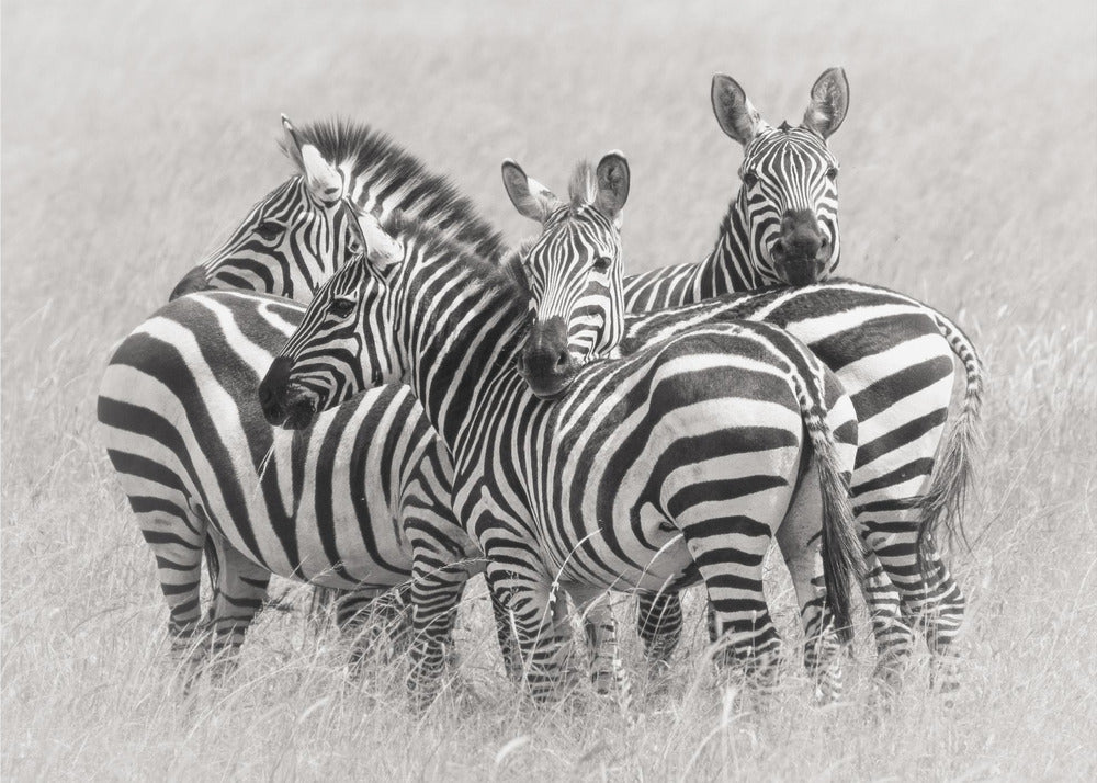 Zebras | Poster