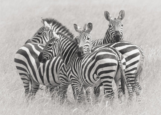 Zebras | Poster