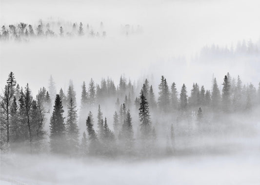 Foggy Forest | Wallpaper
