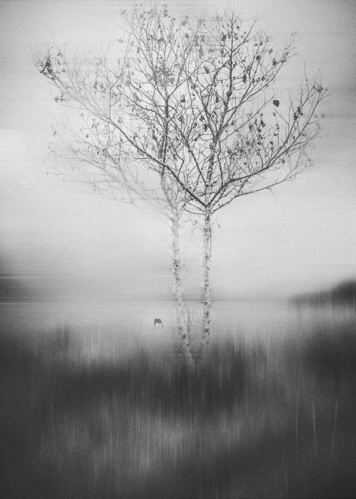 Ese arbol Impresiones en Lienzo