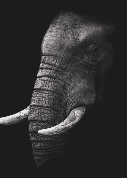 Portrait | Poster