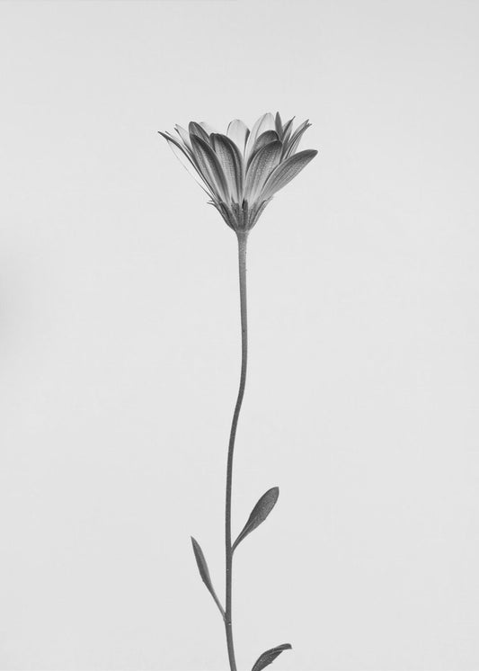 Daisy | Canvas