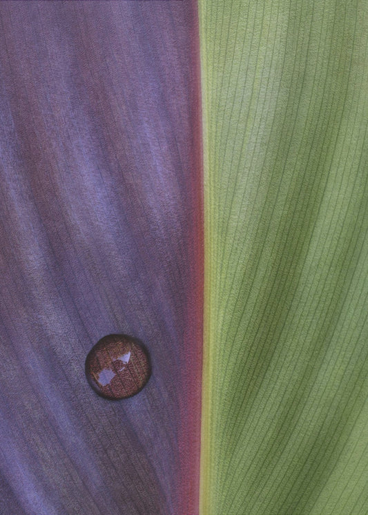 Canna | Canvas