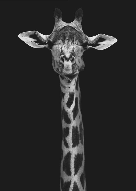 Giraffe Portrait | Poster