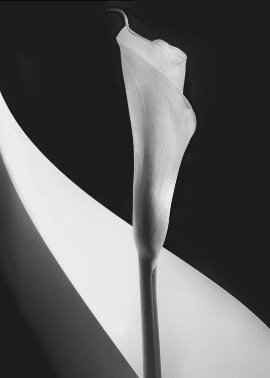 Calla lily | Canvas