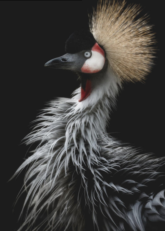 Crowned crane's portrait | Poster