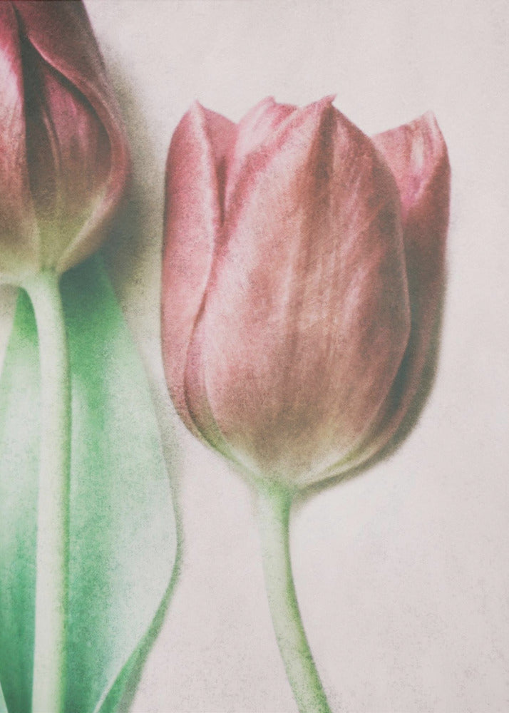 Les amoureux du printemps | Tableaux sur Toile