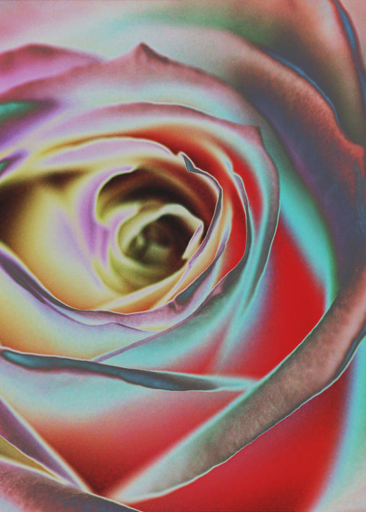 Rose | Canvas