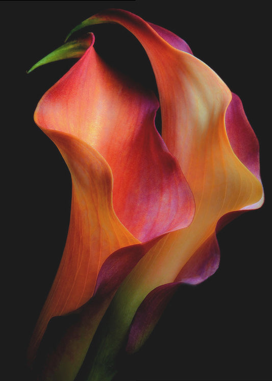 Tenderness | Canvas