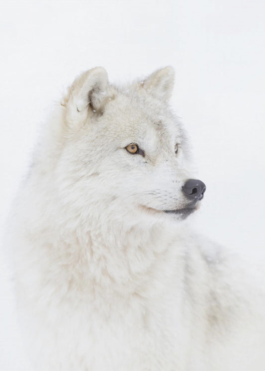 Portrait of an Arctic Wolf | Canvas