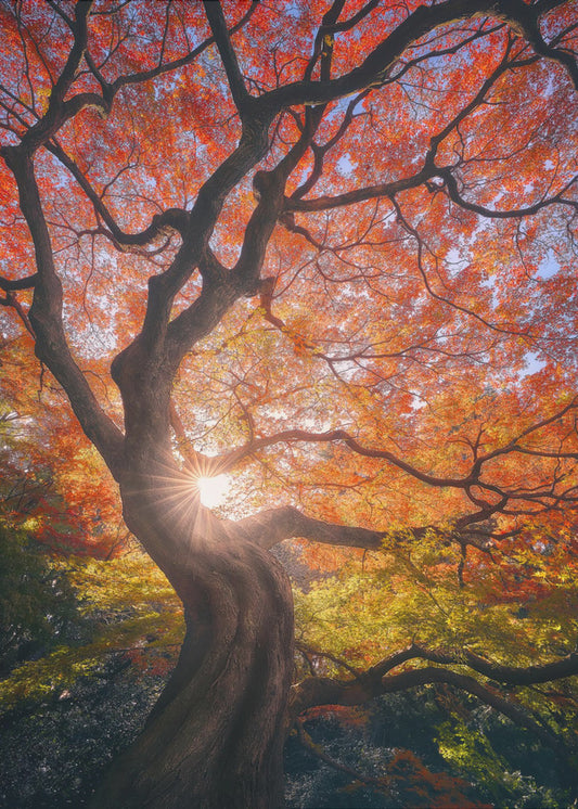 L'arbre japonais | Tableaux sur Toile