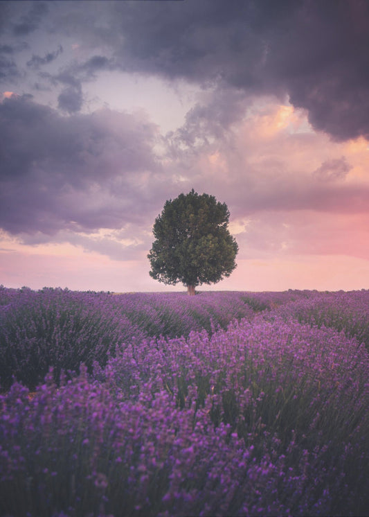 Lavender Fields, Isparta | Poster