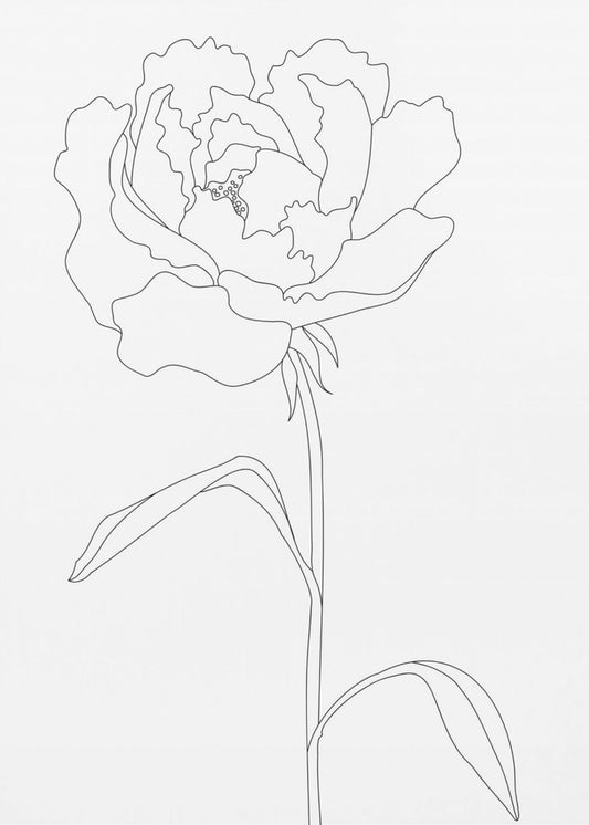 Peony Lines | Poster