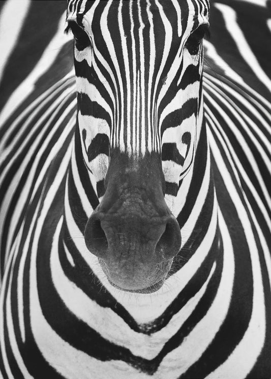 ZEBRA | Canvas