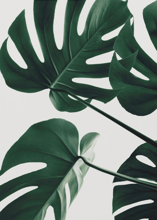 Monstera Natural 43 | Canvas