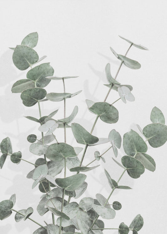 Eucalyptus Creative 16 | Canvas