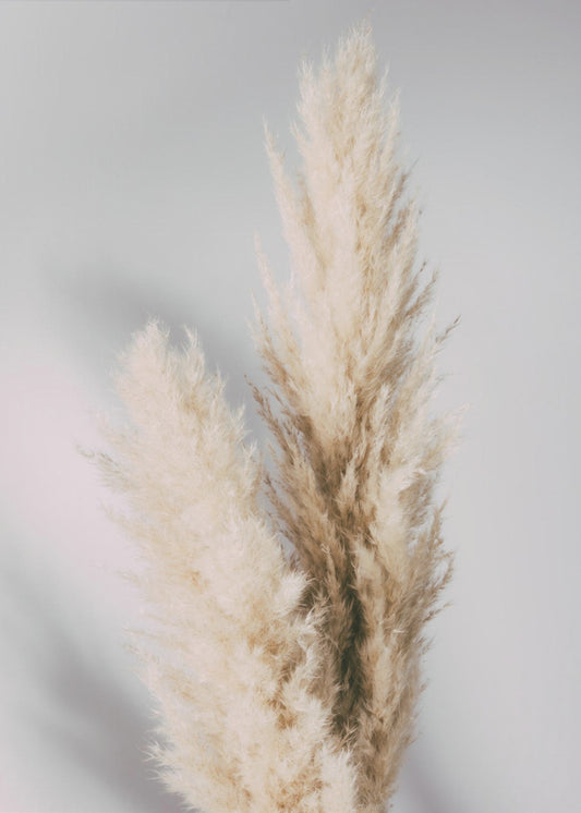 Pampas Grass Grey | Poster