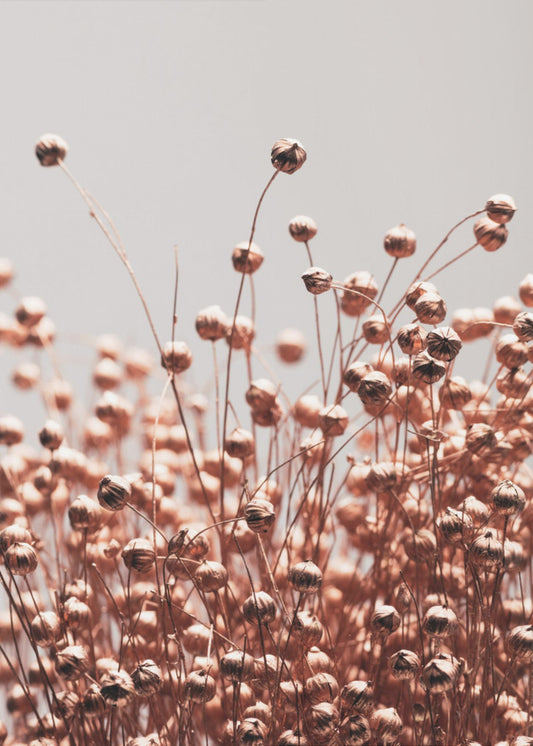 Dried Grass Copper 05 | Poster