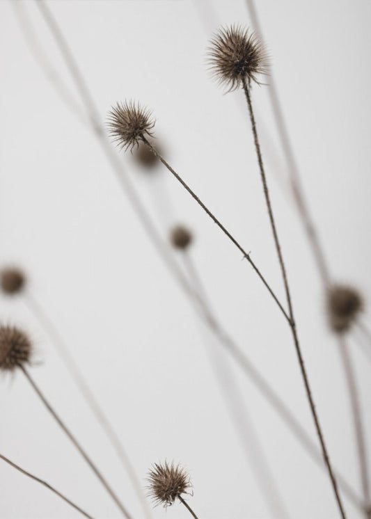 Thistle Grey 05 | Poster