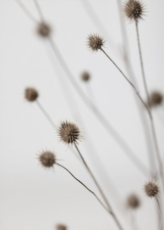 Thistle Grey 06 | Poster