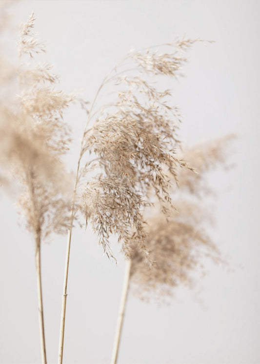 Reed Grass Grey 09 | Poster