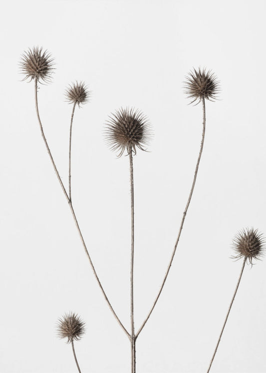 Thistle Grey 11 | Poster