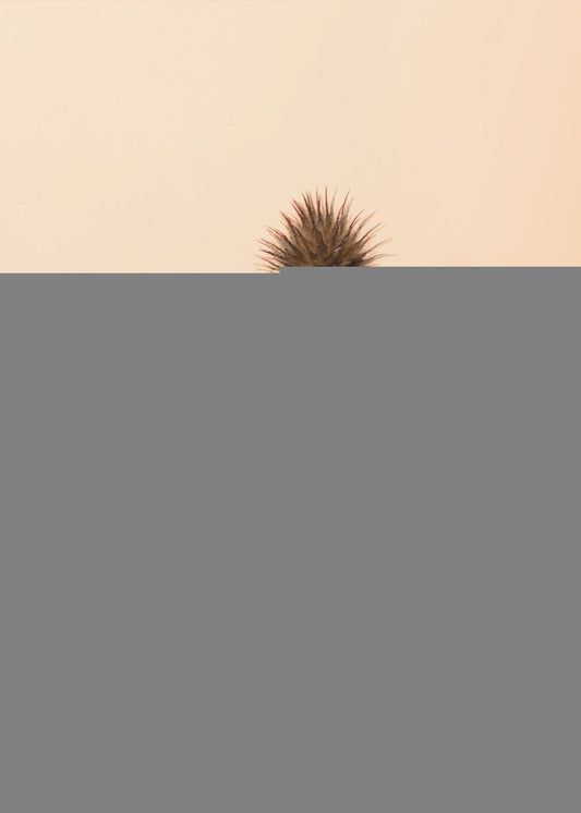 Thistle Peach | Poster