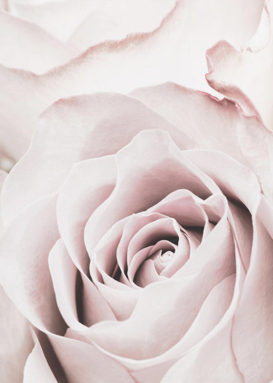 Pink Rose No 05 | Poster