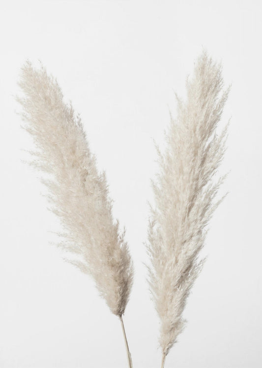 Pampas White | Canvas