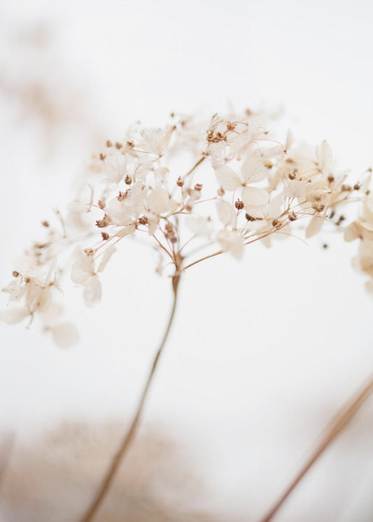 Soft dried flower_brown | Canvas