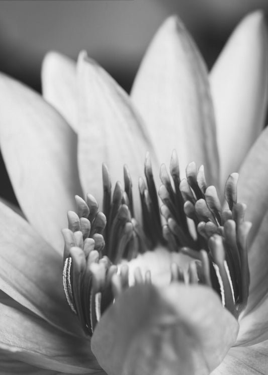 Flower, close up | Canvas