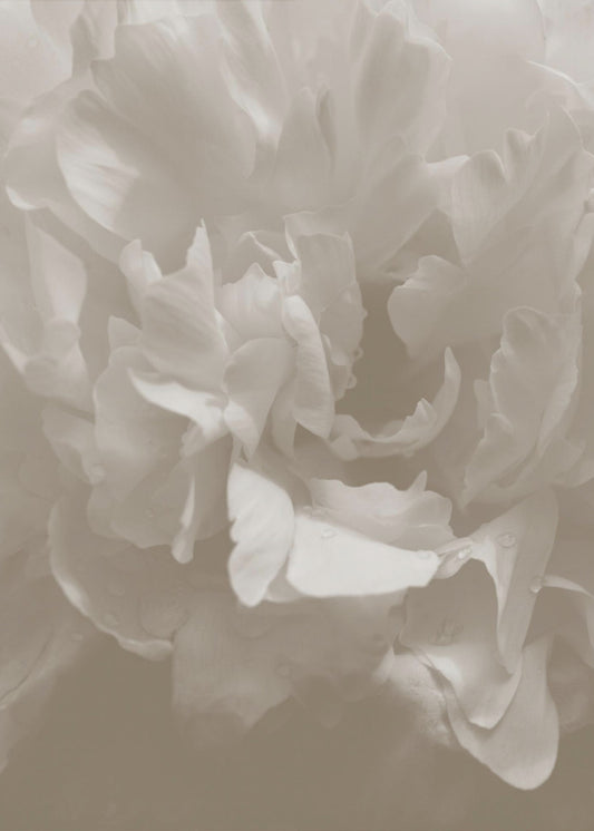 Peony_9 | Canvas