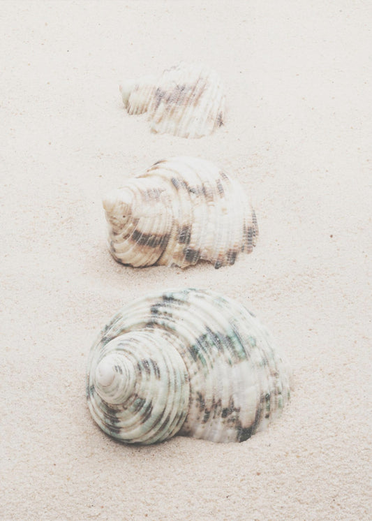 Shells | Poster