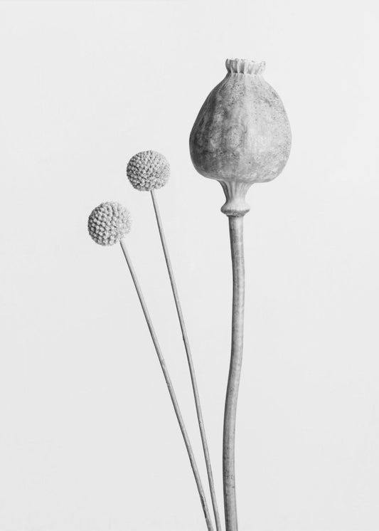 Poppy Seed Capsule Black and White | Canvas