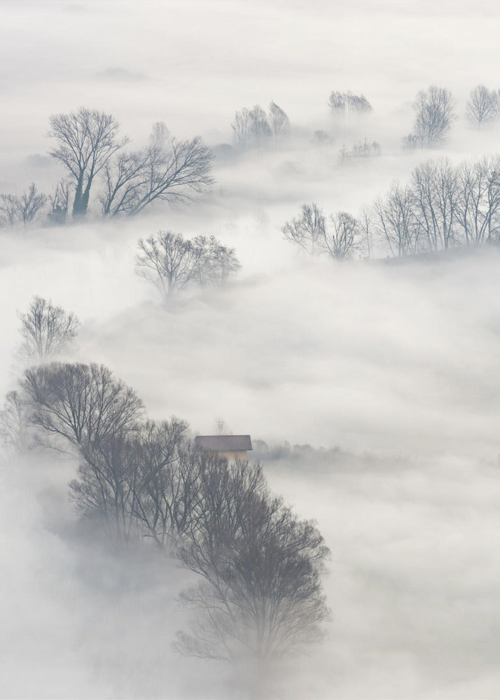 Trees in the fog | Poster