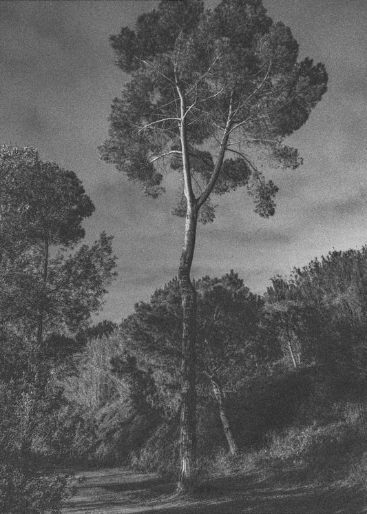 arbores | Canvas