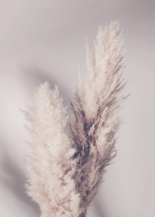 Pampas Grass | Poster
